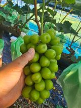 팜모닝 포도·영농일지 게시글 이미지