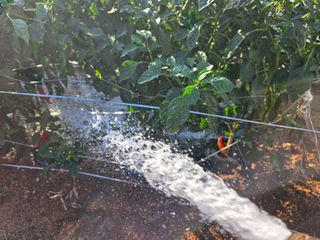 김영회님의 기타작물 · 영농일지 작성글 사진