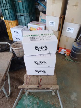 전원수님의 토마토 · 영농일지 작성글 사진