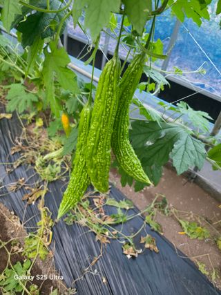 공주유구 구계박만호님의 기타작물 · 영농일지 작성글 사진