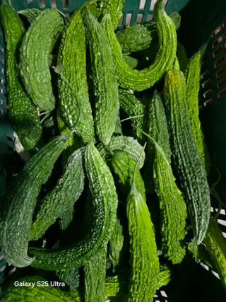 공주유구 구계박만호님의 기타작물 · 영농일지 작성글 사진