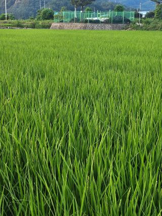 윤재하님의 기타작물 · 영농일지 작성글 사진