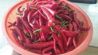 이경옥님의 기타작물 · 영농일지 작성글 사진