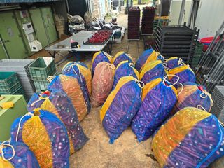 박수열님의 고추 · 영농일지 작성글 사진