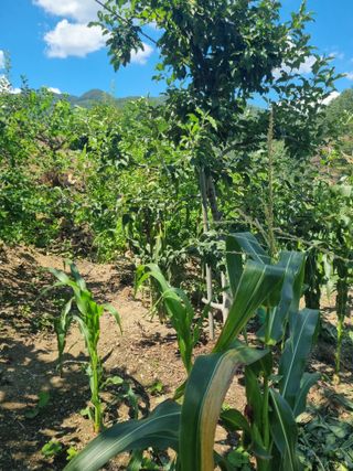 김용대님의 기타작물 · 영농일지 작성글 사진