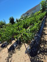 팜모닝 기타작물·영농일지 게시글 이미지