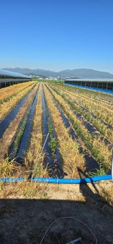 팜모닝 기타작물·영농일지 게시글 이미지