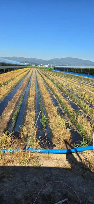 장동휘님의 기타작물 · 영농일지 작성글 사진