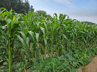 최인환님의 고추 · 영농일지 작성글 사진