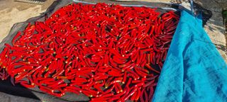 김안재님의 고추 · 영농일지 작성글 사진