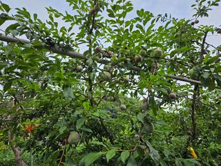 최인환님의 고추 · 영농일지 작성글 사진