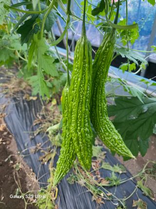 공주유구 구계박만호님의 기타작물 · 영농일지 작성글 사진