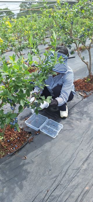 김숙희님의 블루베리 · 영농일지 작성글 사진