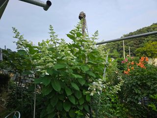 최인환님의 고추 · 영농일지 작성글 사진