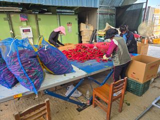 박수열님의 고추 · 영농일지 작성글 사진