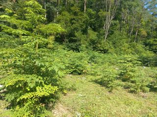 박동준님의 두릅 · 영농일지 작성글 사진