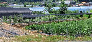 용기님의 옥수수 · 영농일지 작성글 사진