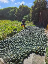 팜모닝 기타작물·영농일지 게시글 이미지