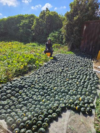 변창신님의 기타작물 · 영농일지 작성글 사진