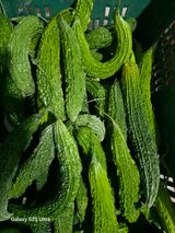 팜모닝 기타작물·영농일지 게시글 이미지