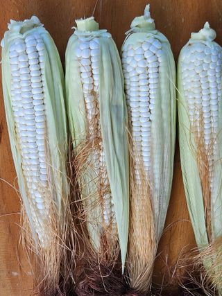 김해열님의 기타작물 · 영농일지 작성글 사진