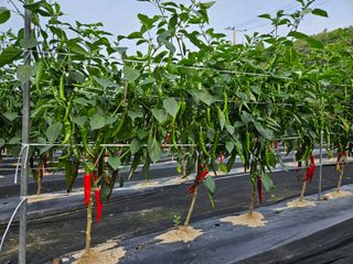 최인환님의 고추 · 영농일지 작성글 사진