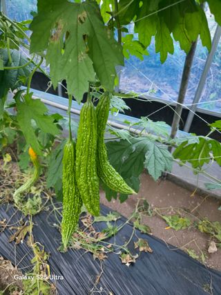 공주유구 구계박만호님의 기타작물 · 영농일지 작성글 사진