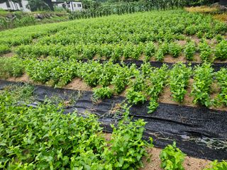 김용석님의 기타작물 · 영농일지 작성글 사진