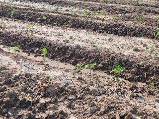 코스모스뚱님의 콩 · 영농일지 작성글 사진