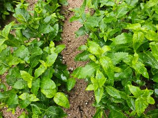 김용석님의 기타작물 · 영농일지 작성글 사진