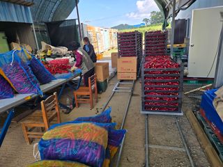 박수열님의 고추 · 영농일지 작성글 사진