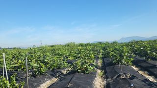 늘푸른 농장주님의 기타작물 · 영농일지 작성글 사진