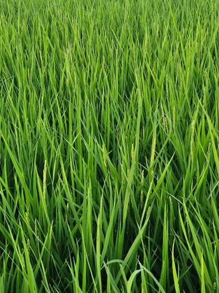 윤재하님의 기타작물 · 영농일지 작성글 사진