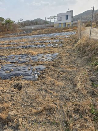 한결님의 기타작물 · 영농일지 작성글 사진