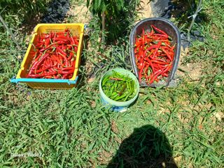 김명자님의 고추 · 영농일지 작성글 사진