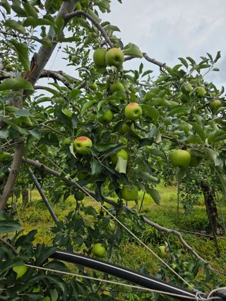 최승국님의 기타작물 · 영농일지 작성글 사진