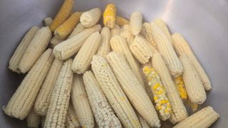 최경숙님의 옥수수 · 영농일지 작성글 사진