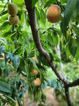 팜모닝 기타작물·영농일지 게시글 이미지