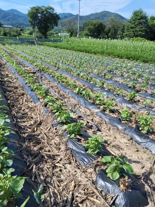 김성열님의 들깨 · 영농일지 작성글 사진