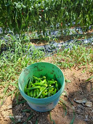 김명자님의 고추 · 영농일지 작성글 사진