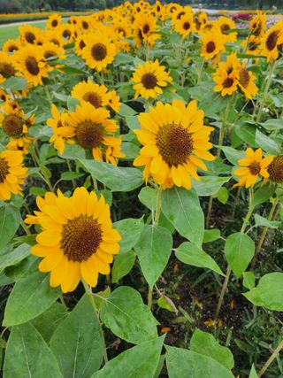 한재범님의 기타작물 · 영농일지 작성글 사진