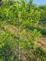 팜모닝 기타작물·영농일지 게시글 이미지