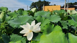 심지님의 기타작물 · 영농일지 작성글 사진