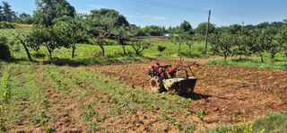 님의 들깨 · 영농일지 작성글 사진