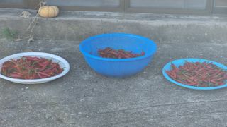 촌사리님의 고추 · 영농일지 작성글 사진