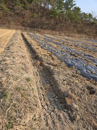 한결님의 기타작물 · 영농일지 작성글 사진
