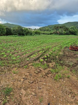 이정민님의 들깨 · 영농일지 작성글 사진