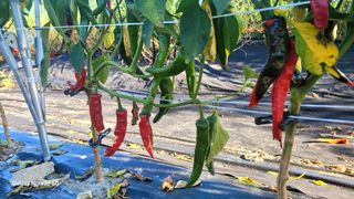 느루님의 고추 · 영농일지 작성글 사진