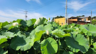 심지님의 기타작물 · 영농일지 작성글 사진