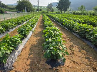 심기정님의 콩 · 영농일지 작성글 사진